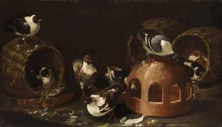 Tauben zwischen Futtertrog und Körben